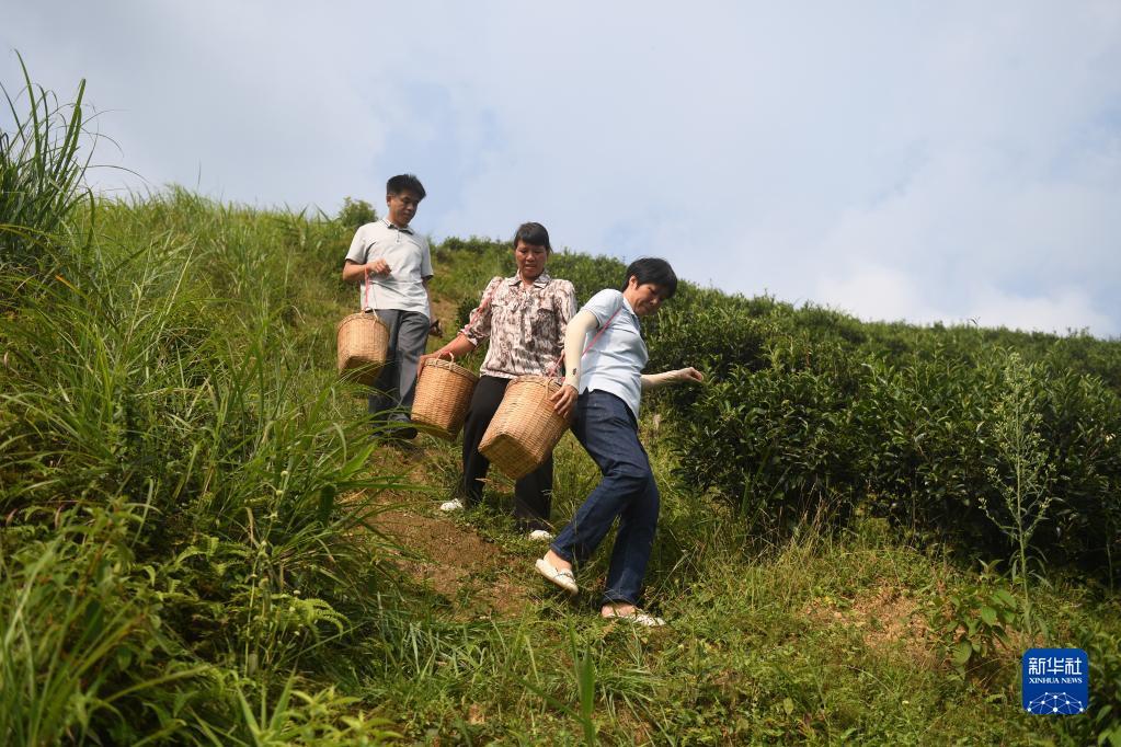 在廣西蒼梧縣六堡鎮(zhèn)山坪村，祝雪蘭（前）和村民采茶后走下茶山（2022年9月22日攝）。新華社記者 陸波岸 攝